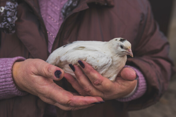 Hinweis zur Vogelgrippe