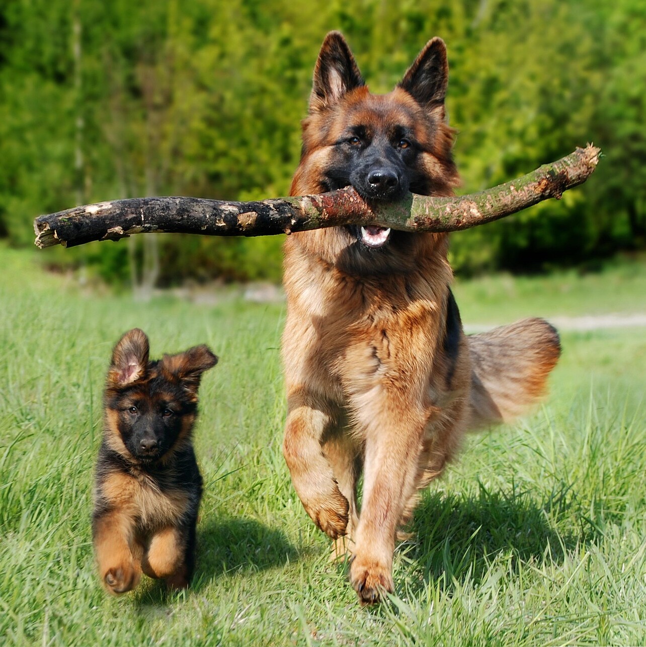 Verlinkung führt zu Seite "Hunde"